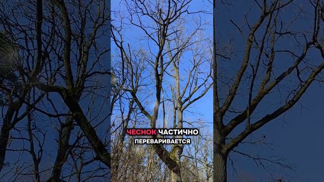 Рецепт Чингисхана - мощнейшая чистка от паразитов