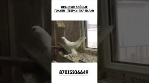 Иранские бойные голуби (Тебриз) ПАР-ПАРЛИ