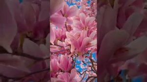 Портал в Счастье бытия