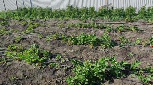 АЛЬБИОН или МУРАНО ,что выбрать??