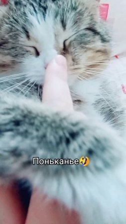 Поньк😜
⠀
#игрыскотом #котомания #кареглазаяблондинка #AlinaKlyukva #люблюкошек