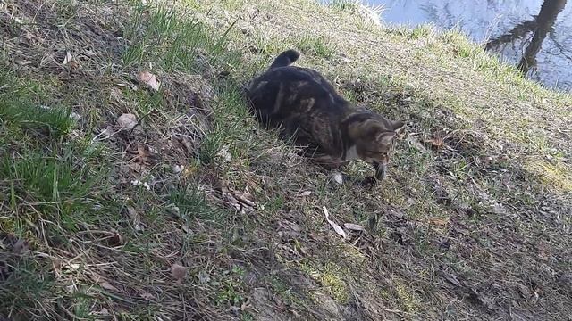 Котёнок играет с мышью на берегу. смотреть онлайн