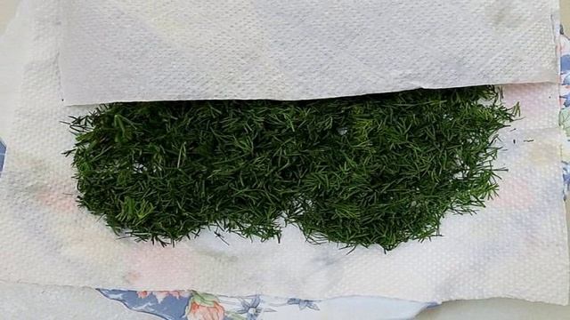 Заготовка укропа на зиму