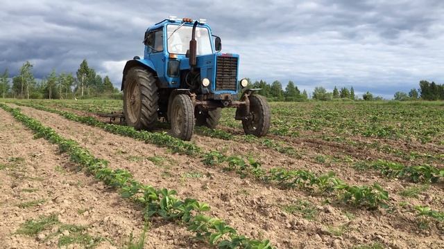 Культивация междурядья на клубнике смотреть онлайн