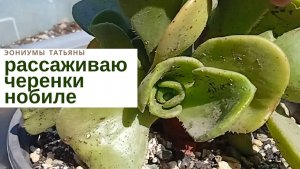 №213 Рассаживаю черенки эониума нобиле