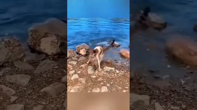 VID-20250315-WA0724