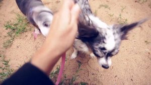 Вернулись в Россию! Новости от Догмамы 🐕✨