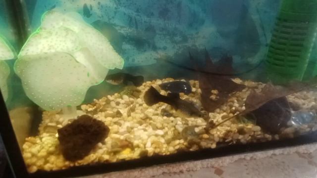 Новости моих мини аквариумов