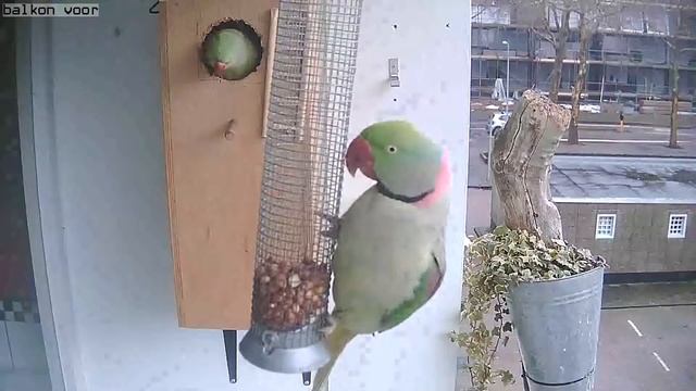 vogels op me balkon in amsterdam смотреть онлайн