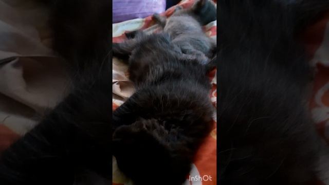 Спят котята.