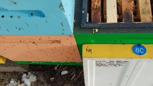 Состояние семей после зимовки 15.03.2025г. (5)