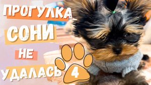 Йорки пробуют огурец | Боня и Соня | Мини мир йорков