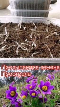 Просыпаются семена Прострела