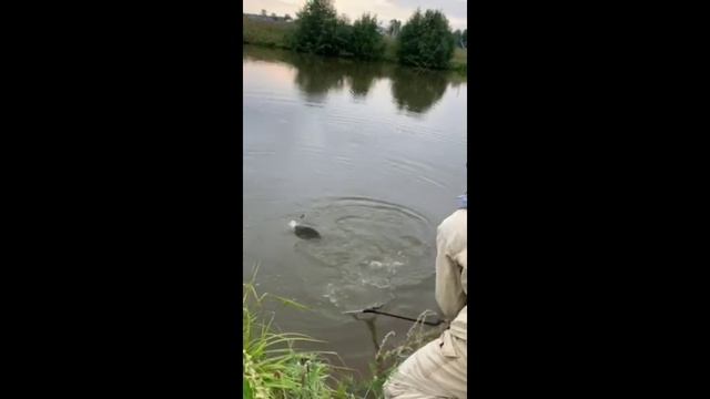 Резвый КАРП! Лексика на эмоциях! #рыбалка #fishing #карп #ловлякарпа