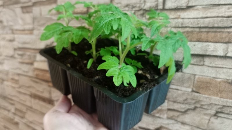 Корни сгниют, Рассаду погибнет, Это просто ужас