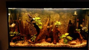 Аквариум (450л) с южно-американскими цихлидами
