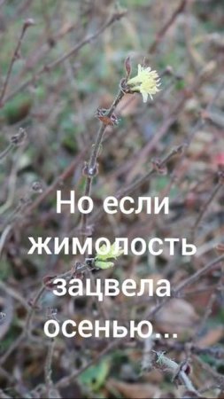 ЖИМОЛОСТЬ ЗАЦВЕЛА В ОКТЯБРЕ...
