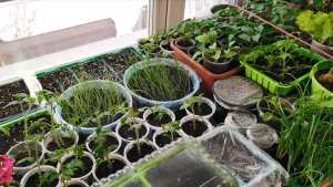 Вся рассада на 16 марта 2025 года! Наши томаты перцы лук земляника и цветы.