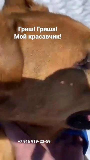 Григорий ищет дом #вдобрыеруки #впоискедома #вдобрыерукимосква