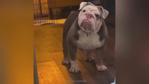 Смешные видео С ЖИВОТНЫМИ 😊 Самые смешные КОШКИ😺 и СОБАКИ🐶 2025