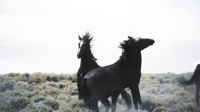Поле ковровое. Поняги! Альбом «Один» смотреть онлайн
