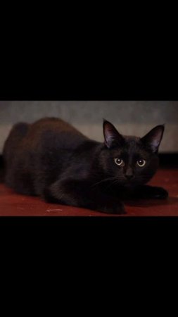 Ласковый котик Найт очень хочет стать домашним. ❤️