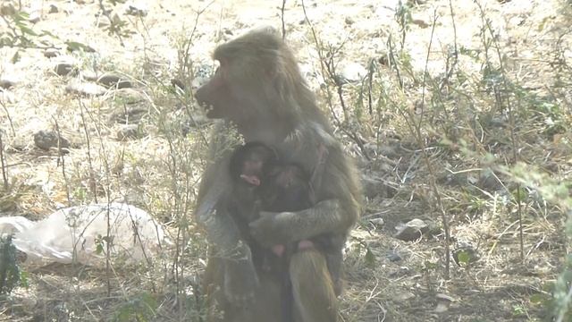 Olive x Sacred Baboon hybrid, Papio anubis x P. hamadryas, Ali Dege, Ethiopia, 8 Jan 2015 (1/2) смотреть онлайн