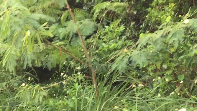 アオスジアゲハ / Graphium sarpedon　沖縄屋我地島　2015/0927 butterfly of Japan, Okinawa смотреть онлайн