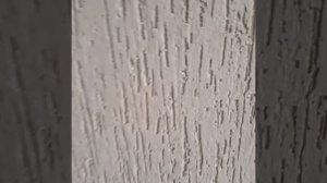 Короед дождик