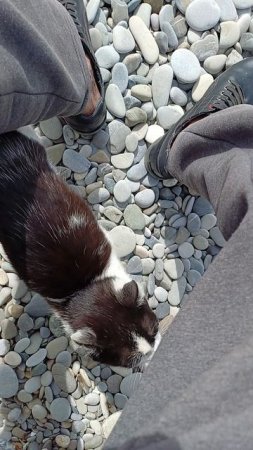 мартовские коты 2 😁🌵🌊