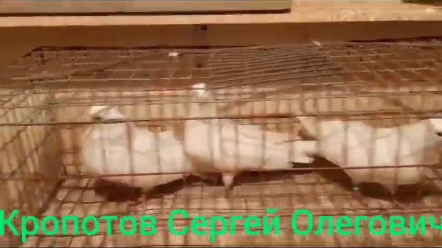 голуби дяди серёжи смотреть онлайн