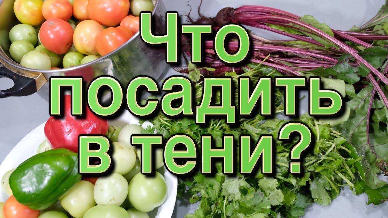 ЧТО ПОСАДИТЬ В ТЕНИ? Ягоды, зелень и овощи которые можно посадить в тени
