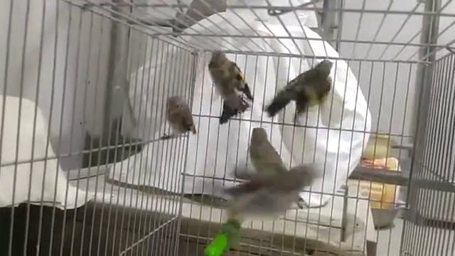 ПТЕНЦЫ СЕДОГОЛОВОГО ЩЕГЛА. смотреть онлайн