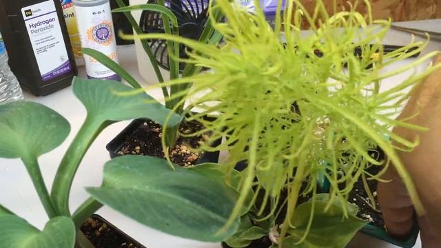 Best Plant Food for Vegetables Flowers and Trees Seedlings - Gardening Plants GROW FAST! how to gro