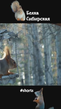 Белка ждет когда белка кормушку освободит