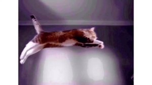 Kitekat |RYTP| Борис один дома