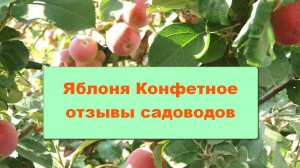 Яблоня Конфетное отзывы садоводов