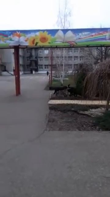 Собаки на территории школы №1 в Динской смотреть онлайн