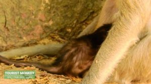 Adorable newborn monkey need milk urgent, Monkey Ava look weak still feed baby Allie so well