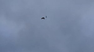 Ворона прогоняет коршуна