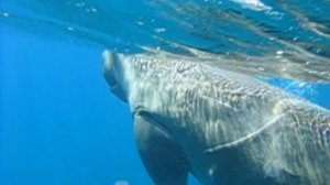 Плавание с морской коровой