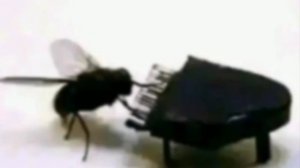 МУХА ИГРАЕТ НА ПИАНИШКЕ🤩🤩🤩🤩🤩