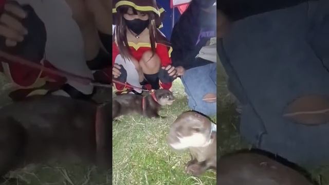 Berang-berang Suka Cewek Wibu  funny otter loves cosplayer