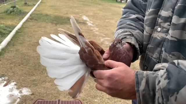 Последний из Могикан смотреть онлайн