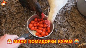 Маленькие помидорки курам несушкам понравились ❣️🤗😂
