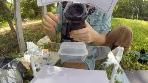 Shooting bugs on white background