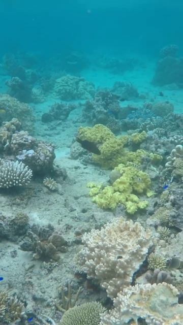 Snorkeling the Rainbow Reef in Fiji fiji fijiislands taveuni travel