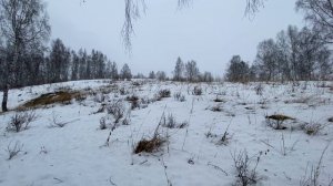 Зимние прогулки по лесу