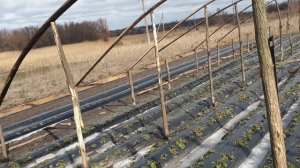 Бютжетная деревяная теплица для клубники