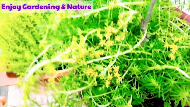 Lemon Coral Sedum Sedum care after blooming  Complete care guide for Sedum